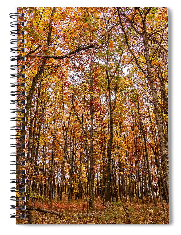 Trees Spiral Notebook featuring the photograph Autumn forest by SAURAVphoto Online Store