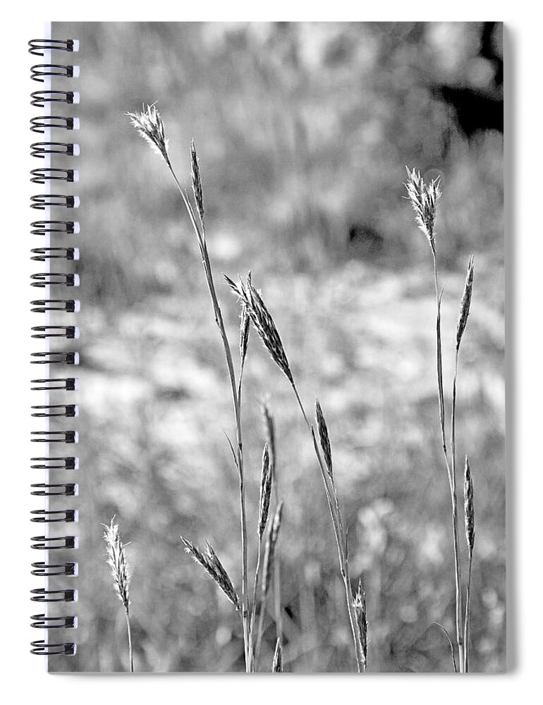Autumn Spiral Notebook featuring the photograph Autumn Grasses by Robert Meyers-Lussier