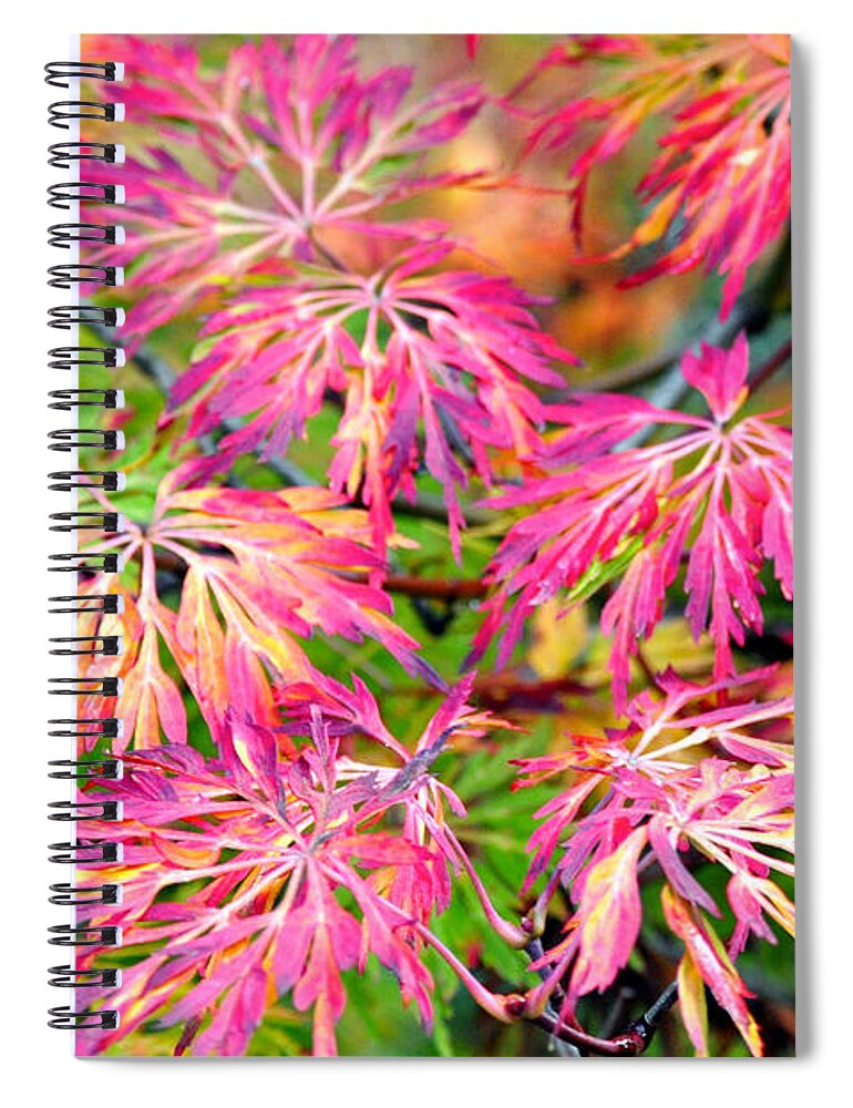 Trees Spiral Notebook featuring the photograph Autumn Lace by Emerita Wheeling