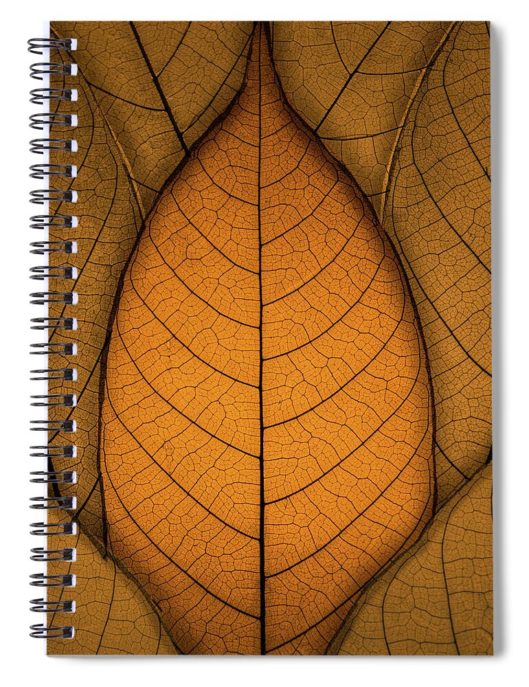 Autumn Spiral Notebook featuring the photograph Autumn Leaves by Paul Wear