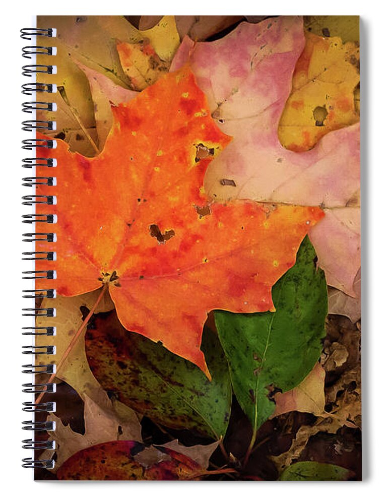 Terry D Photography Spiral Notebook featuring the photograph Autumn Love by Terry DeLuco