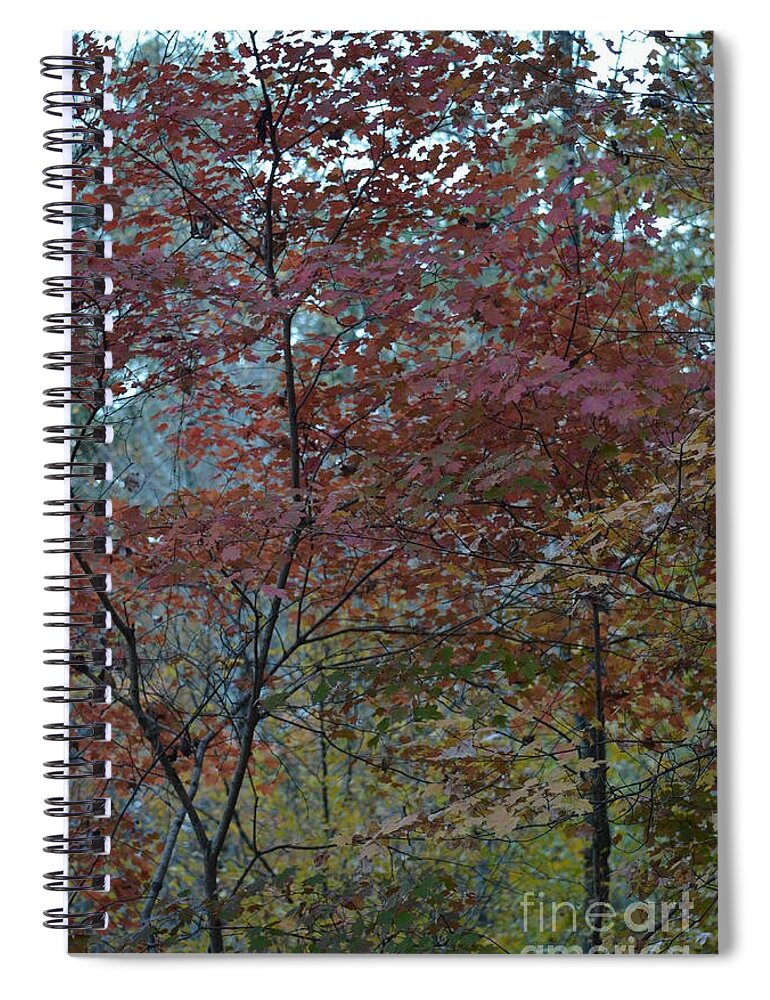 Autumn Pallette At Dusk Spiral Notebook featuring the photograph Autumn Pallette at Dusk by Maria Urso