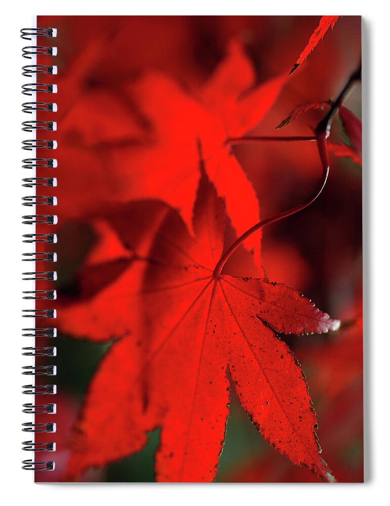 Jenny Rainbow Fine Art Photography Spiral Notebook featuring the photograph Autumn Passion. Japanese Maple Leaves by Jenny Rainbow