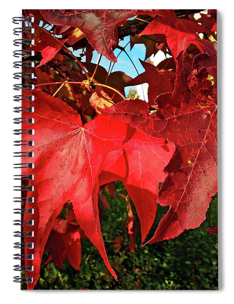 Autumn Red Leaves Spiral Notebook featuring the photograph Autumn Red Leaves by Jasna Dragun