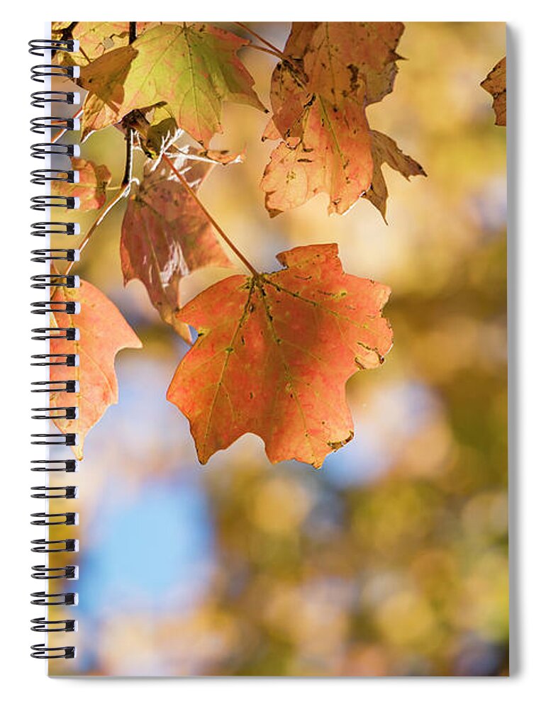 Autumn Spiral Notebook featuring the photograph Autumn Splendor by Holly Ross