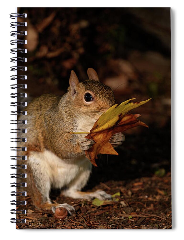 Autumn Spiral Notebook featuring the photograph Autumn Squirrel by Matt Malloy