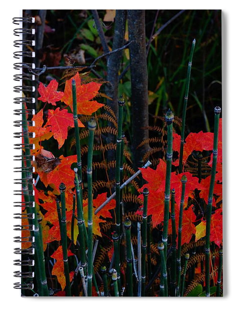 Color Spiral Notebook featuring the photograph Autumn by Steven Clipperton