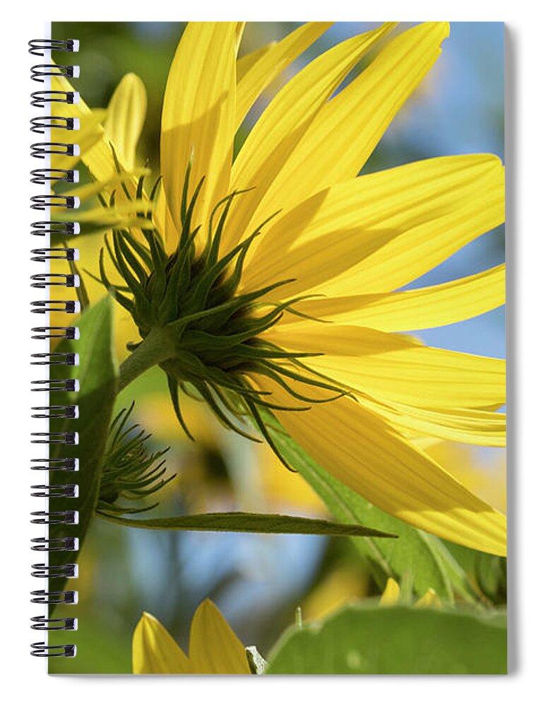 Blue Spiral Notebook featuring the photograph Autumn Sunshine by Holly Ross