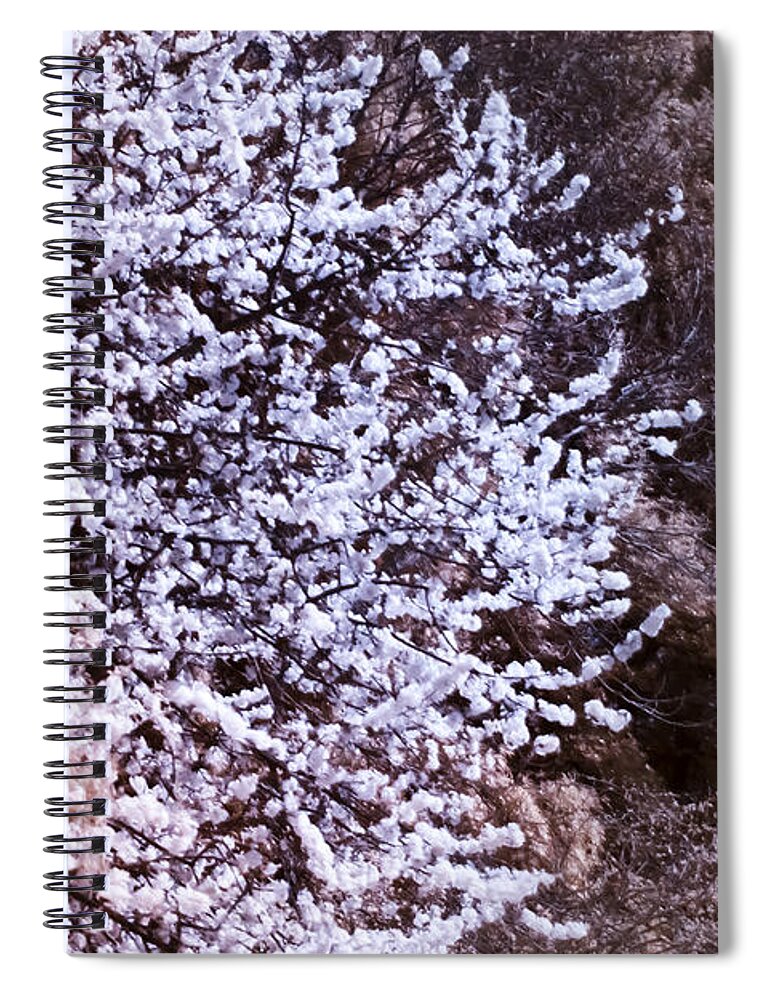 Nature Spiral Notebook featuring the photograph Autumnal spring in London by Helga Novelli