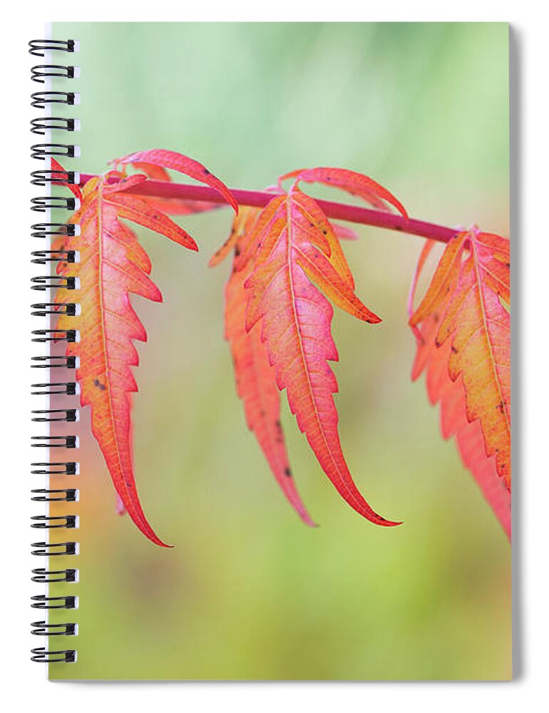 Rhus X Pulvinata Red Autumn Lace Spiral Notebook featuring the photograph Autumnal Sumac Red Autumn Lace Leaves by Tim Gainey