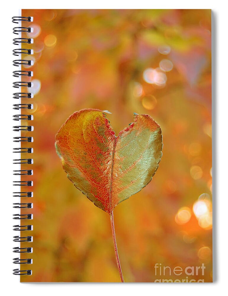 Heart Spiral Notebook featuring the photograph Autumn's Golden Splendor by Debra Thompson
