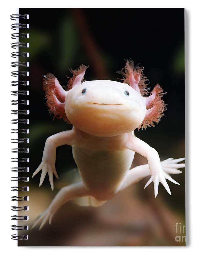 Albino Axolotl Spiral Notebook featuring the photograph Axolotl Face by Warren Photographic