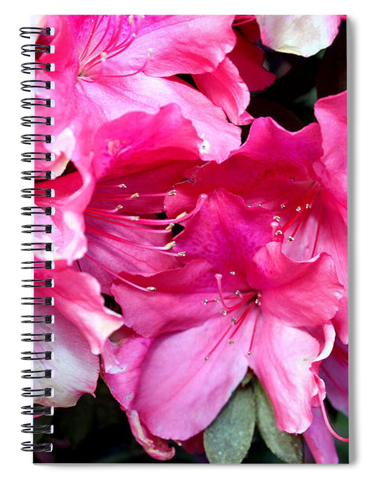 Judge Solomon Spiral Notebook featuring the photograph Azalea Beauty by Kathy White