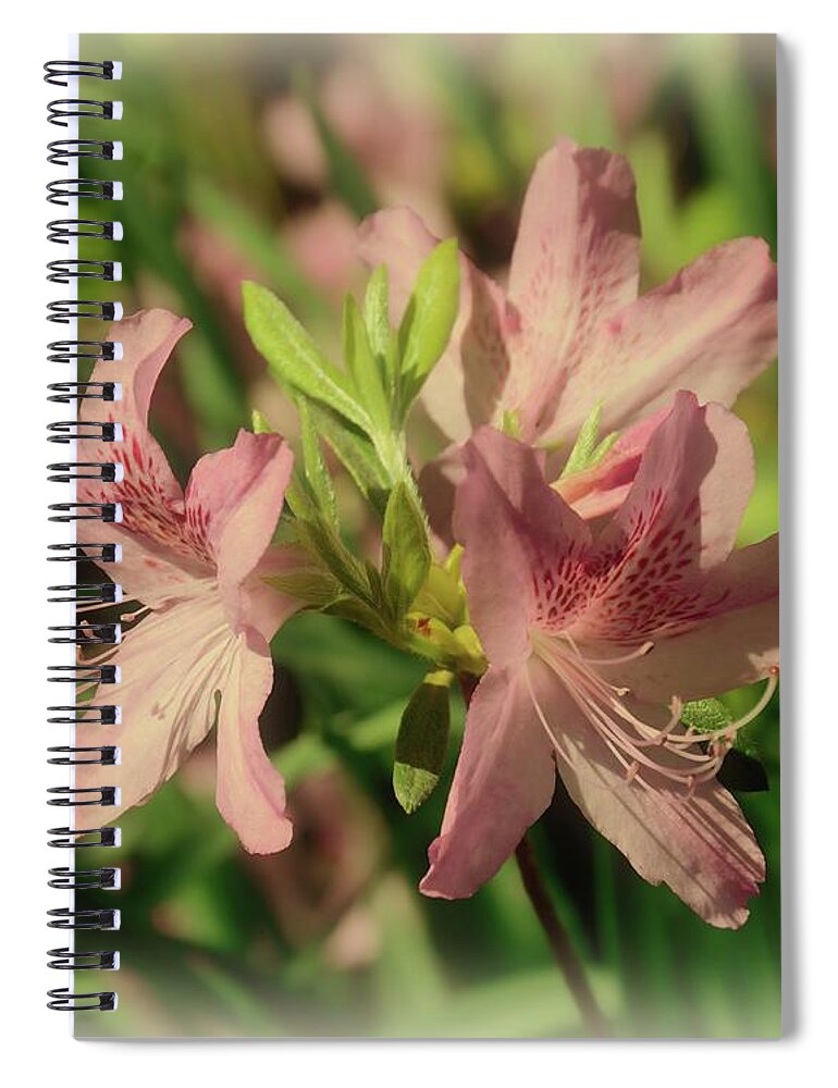 Azaleas Spiral Notebook featuring the photograph Azaleas Playing In The Sun by Angie Tirado
