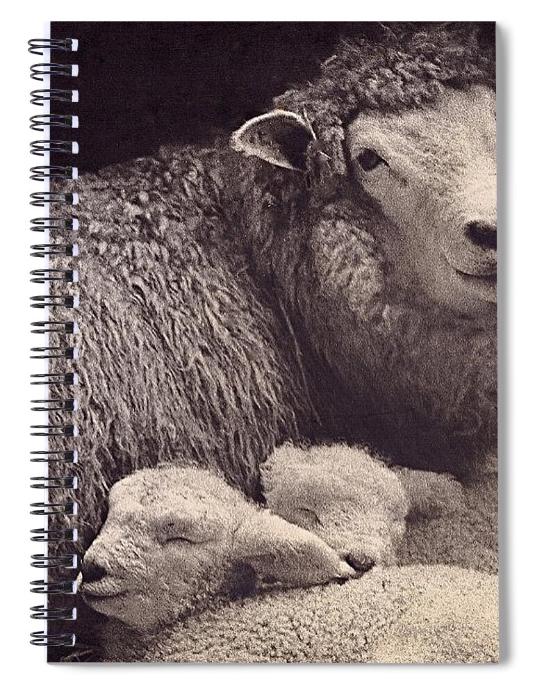 Photography Spiral Notebook featuring the photograph Babes in a Manger by Sean Griffin