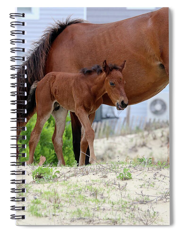 Wild Horses Spiral Notebook featuring the photograph Baby Horse by David Stasiak