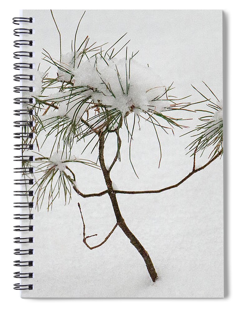 Pine Spiral Notebook featuring the photograph Baby Pine by Mim White