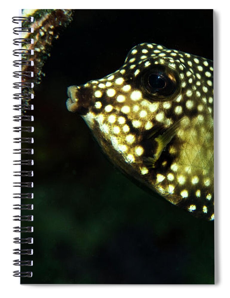 Bonaire Spiral Notebook featuring the photograph Baby Trunk Fish by Jean Noren