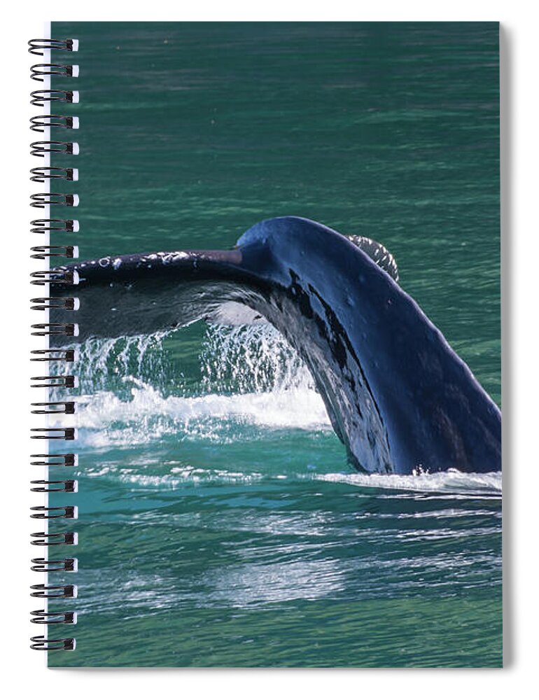 Humpback Spiral Notebook featuring the photograph Baby Whale Tail by David Kirby