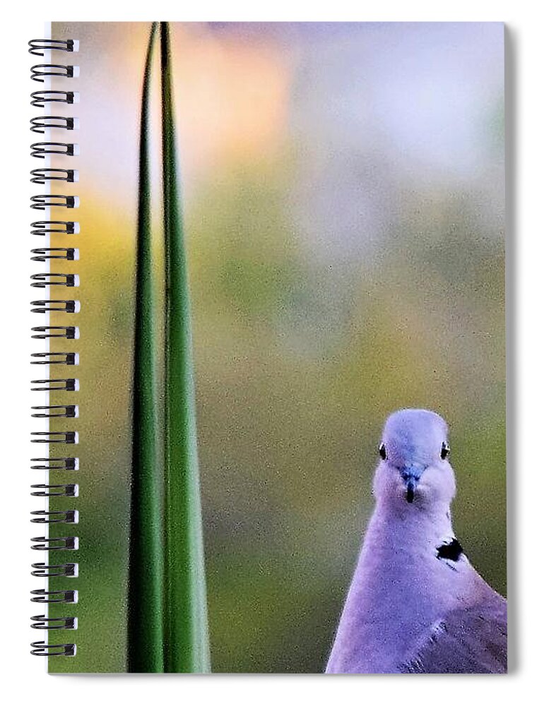 Doves Spiral Notebook featuring the photograph Back At Cha by John Glass