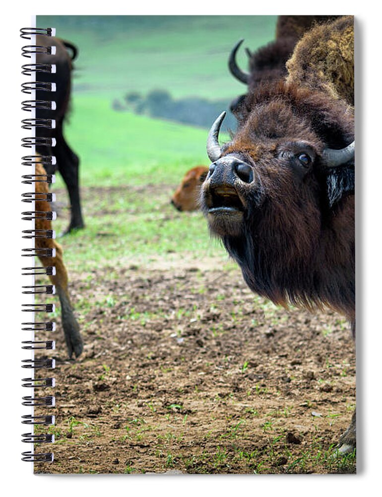 Bison Spiral Notebook featuring the photograph Back Off by James Barber