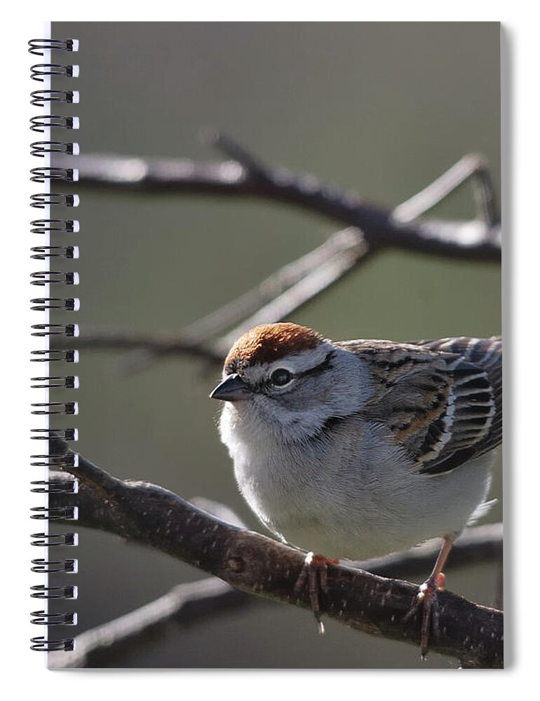 Nature Spiral Notebook featuring the photograph Backlit Chipping Sparrow by Sue Capuano