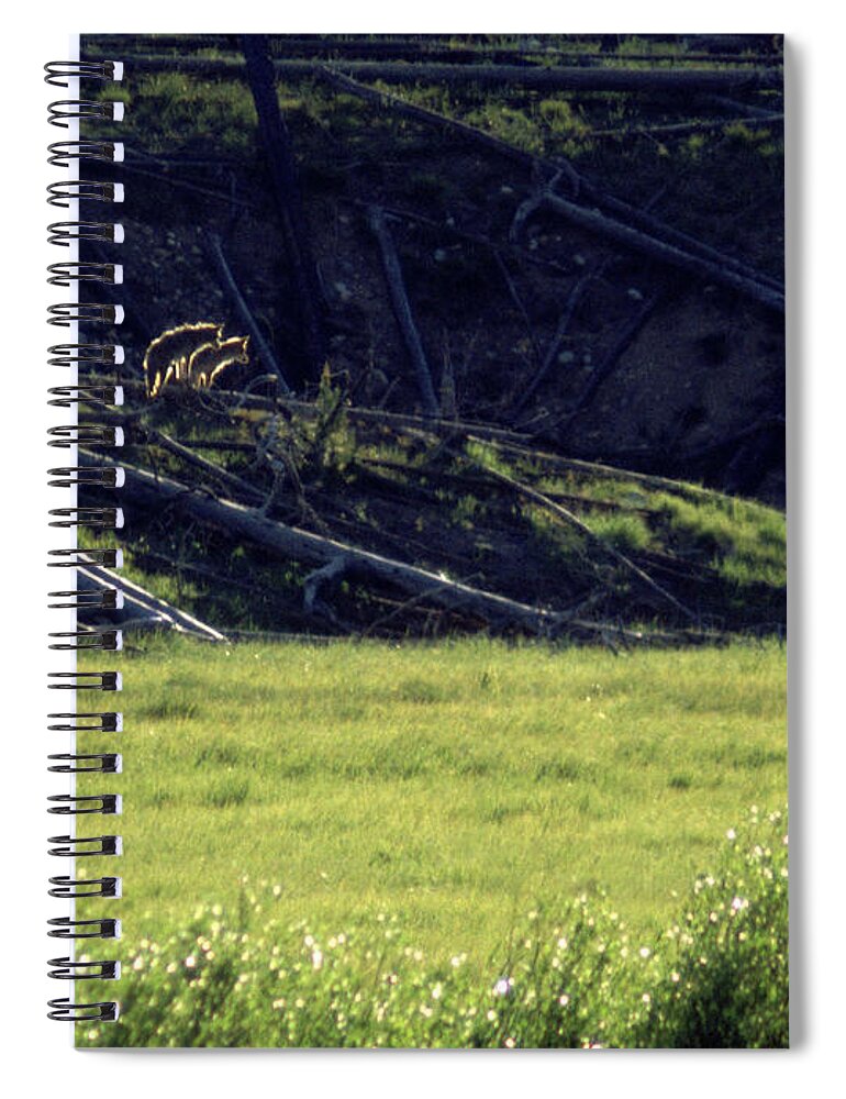 Backlit Spiral Notebook featuring the photograph Backlit Coyotes by Ted Keller