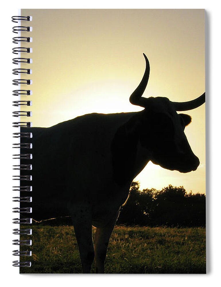 Backlit Spiral Notebook featuring the photograph Backlit Longhorn by Ted Keller