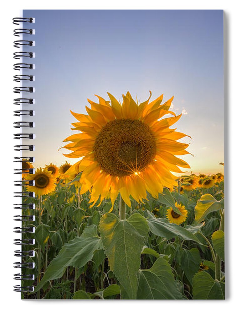 Flowers Spiral Notebook featuring the photograph Backlit by Paul Schultz