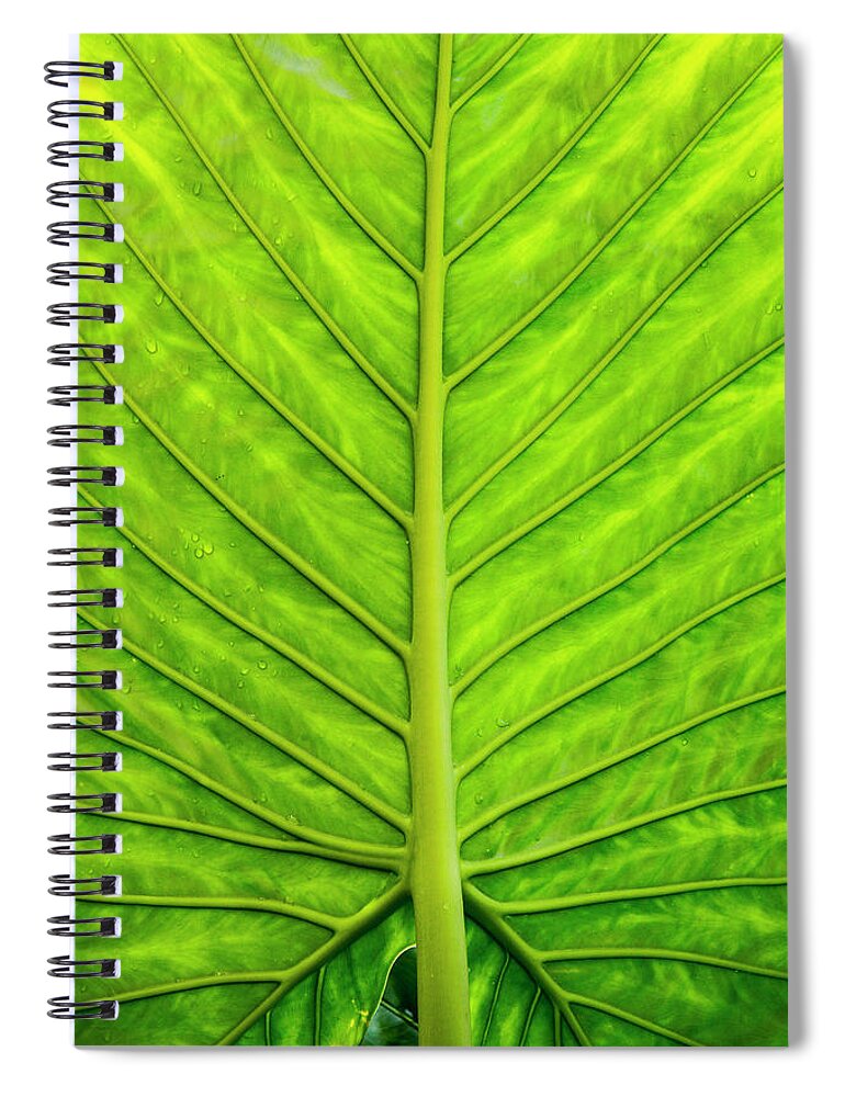 Colocasia Esculenta Spiral Notebook featuring the photograph Backlit Taro Leaf by Todd Bannor