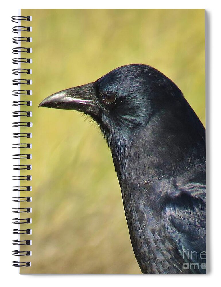 Corvus Corax Spiral Notebook featuring the photograph Corvus Corax by Michele Penner