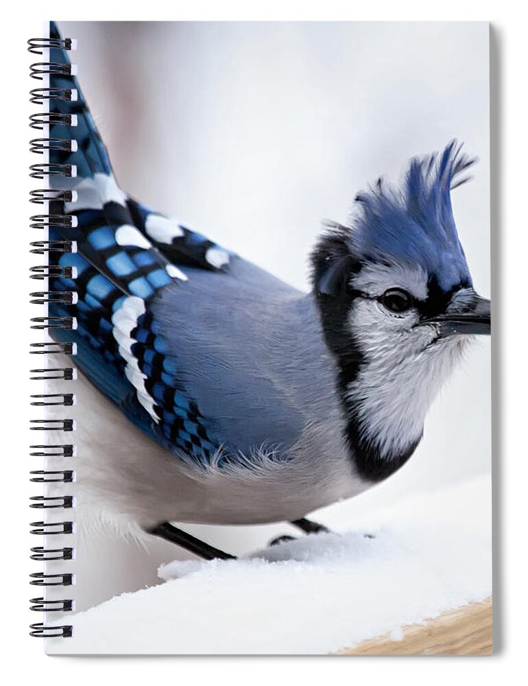 Blue Jay' Spiral Notebook featuring the photograph Bad feather day by Al Mueller