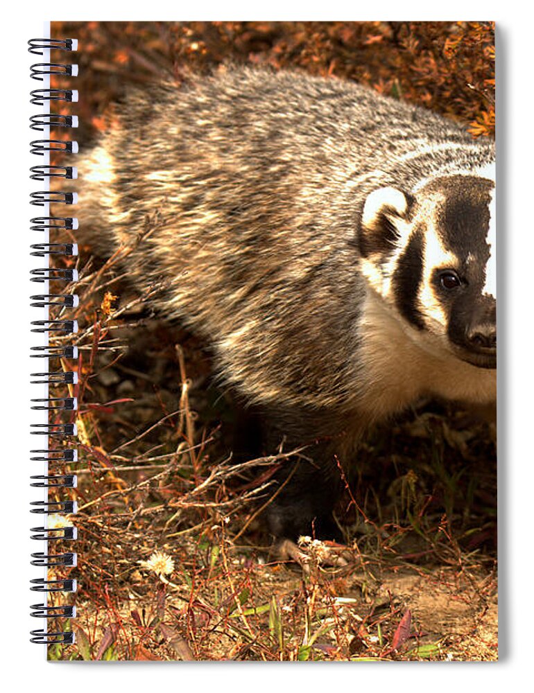 Badger Spiral Notebook featuring the photograph Badger In The Fall Brush by Adam Jewell