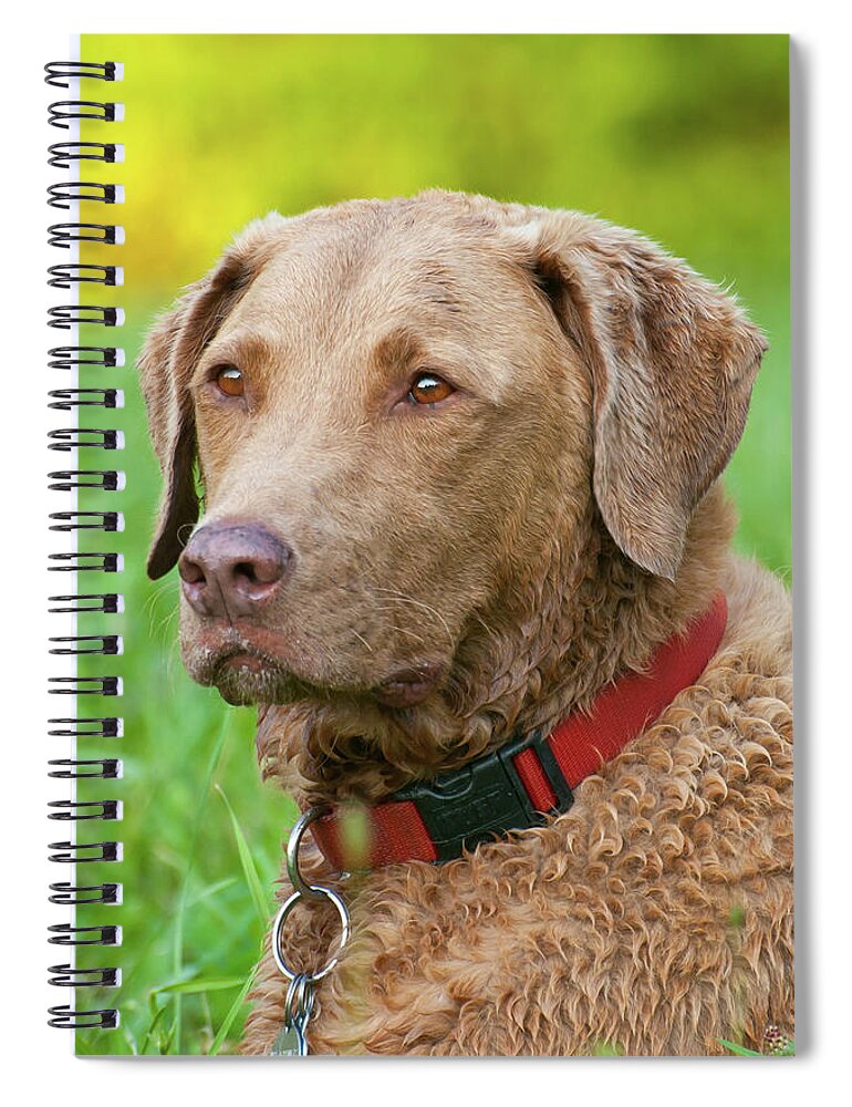 Animals Spiral Notebook featuring the photograph Bailee 1149 by Guy Whiteley