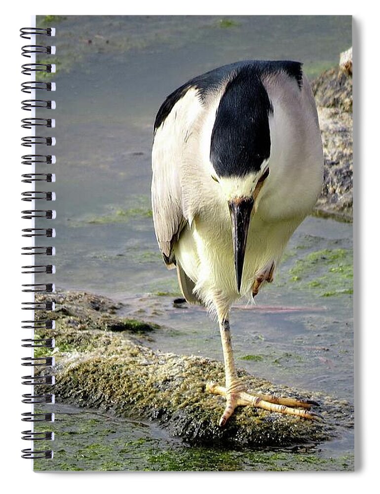 Birds Spiral Notebook featuring the photograph Balance by Linda Stern