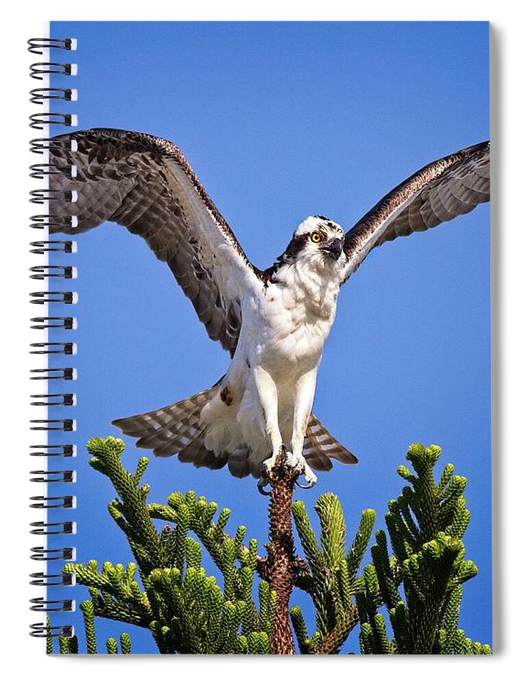 Osprey Spiral Notebook featuring the photograph Balancing Osprey by Ronald Lutz
