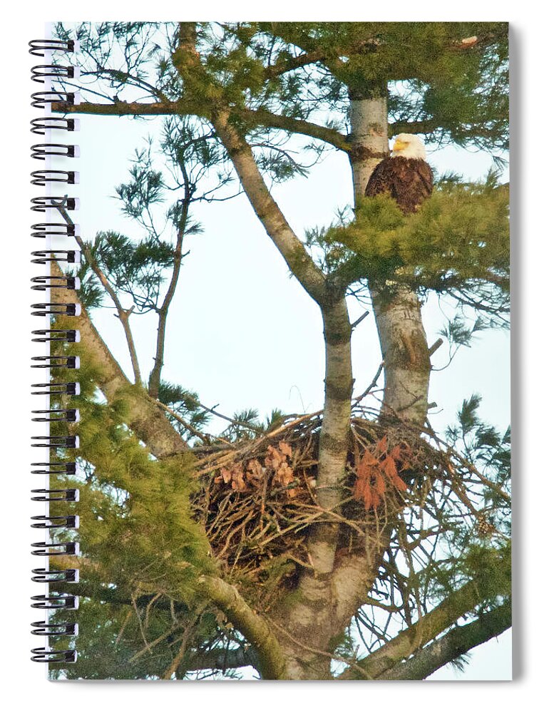Eagle Spiral Notebook featuring the photograph Bald Eagle 1565 by Michael Peychich