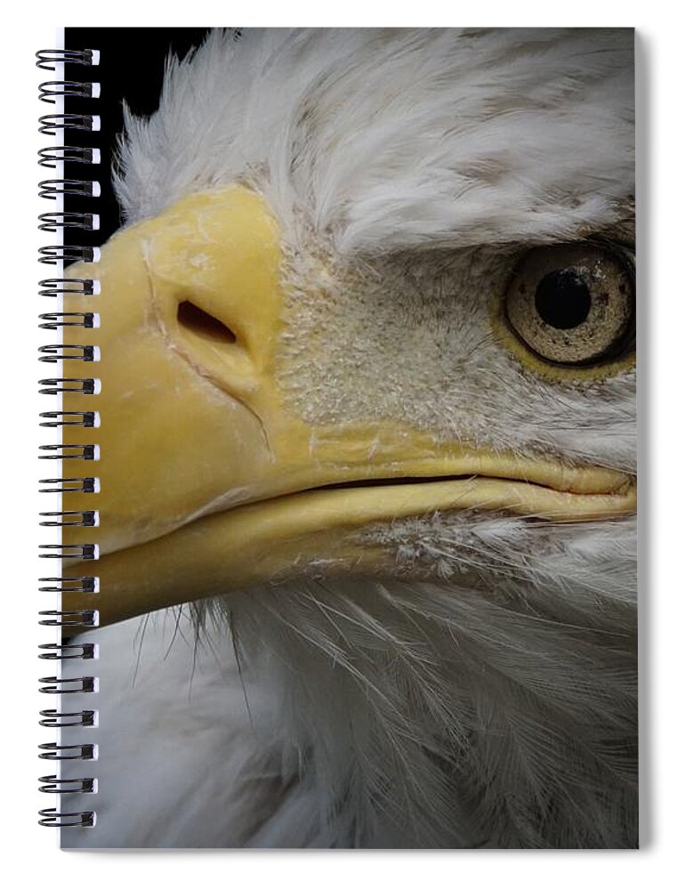 Animal Spiral Notebook featuring the photograph Bald Eagle 2 by Ernest Echols