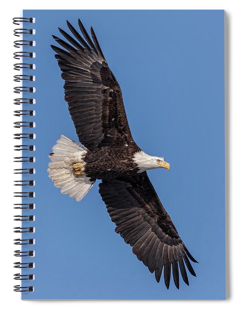 American Bald Eagle Spiral Notebook featuring the photograph Bald Eagle 2018-1 by Thomas Young