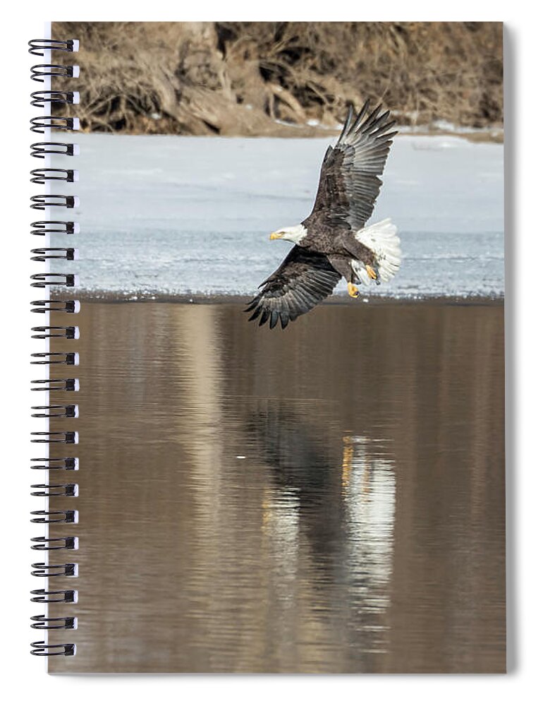 Bald Eagle Spiral Notebook featuring the photograph Bald Eagle 2018-3 by Thomas Young