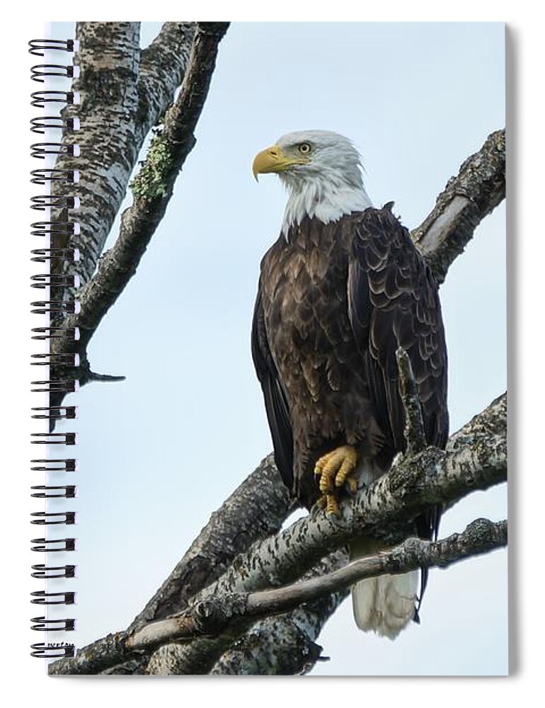 Bird Spiral Notebook featuring the photograph Bald Eagle 5 by Steven Clipperton