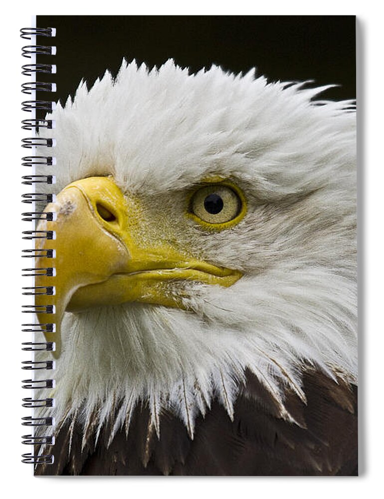 Eagle Spiral Notebook featuring the photograph Bald Eagle - 6 by Heiko Koehrer-Wagner