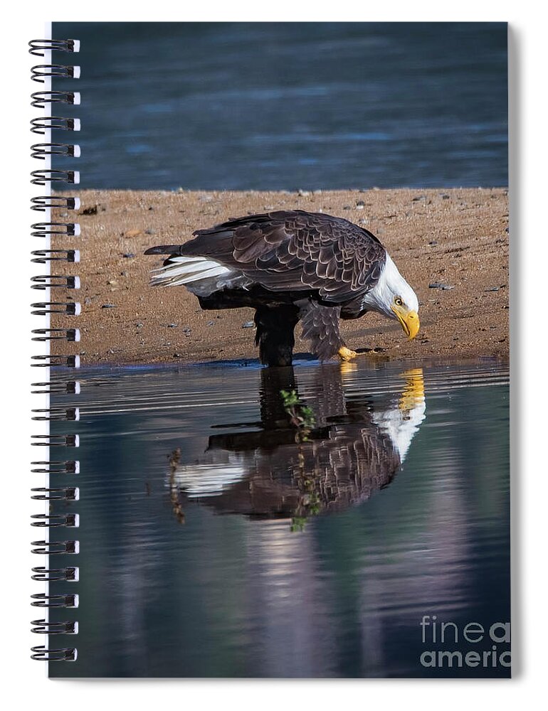 Bald Eagle And Reflection Spiral Notebook featuring the photograph Bald Eagle And Reflection by Mitch Shindelbower