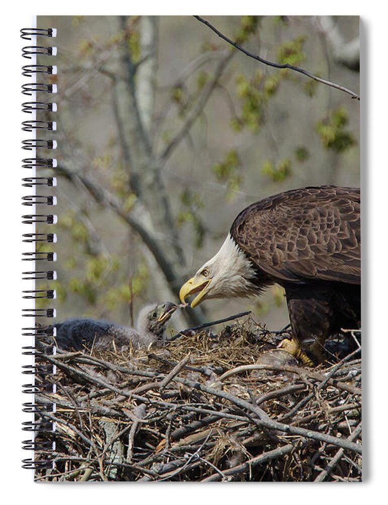 Adult Spiral Notebook featuring the photograph Bald Eagle Feeding by Ann Bridges