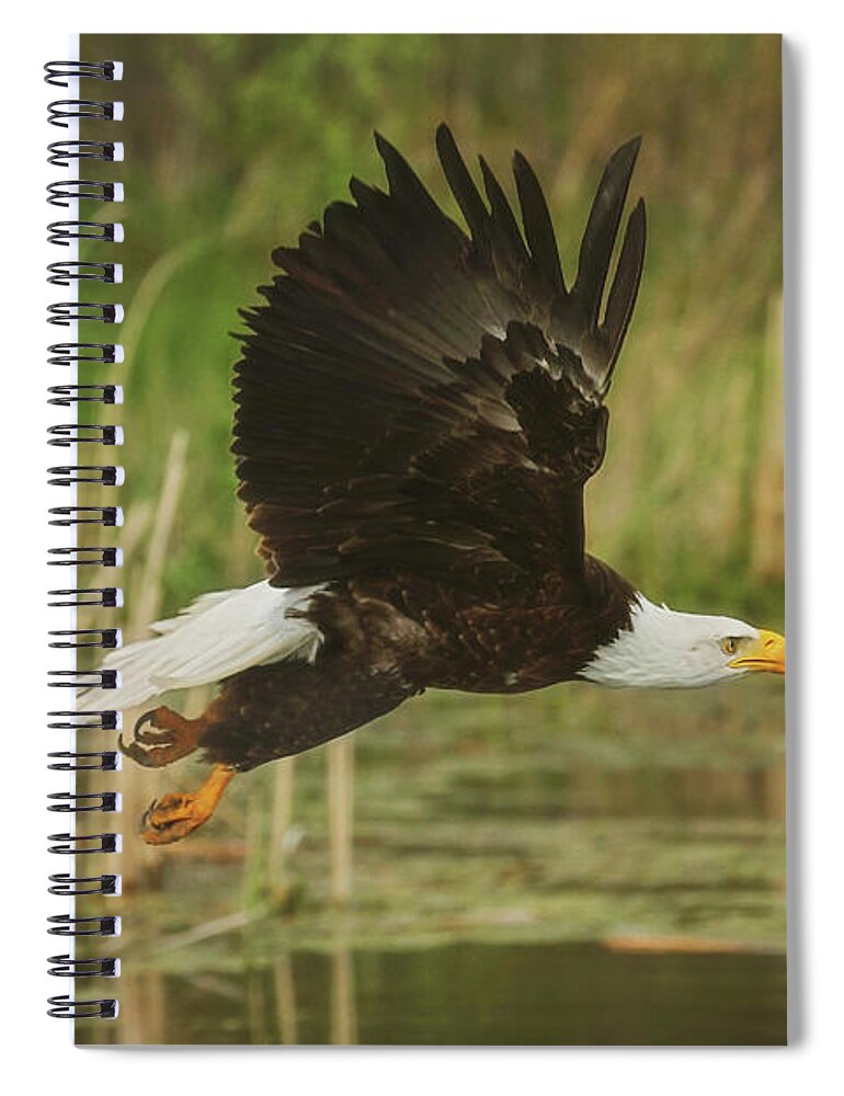 Bald Eagle Spiral Notebook featuring the photograph Bald Eagle in Flight by Carrie Ann Grippo-Pike
