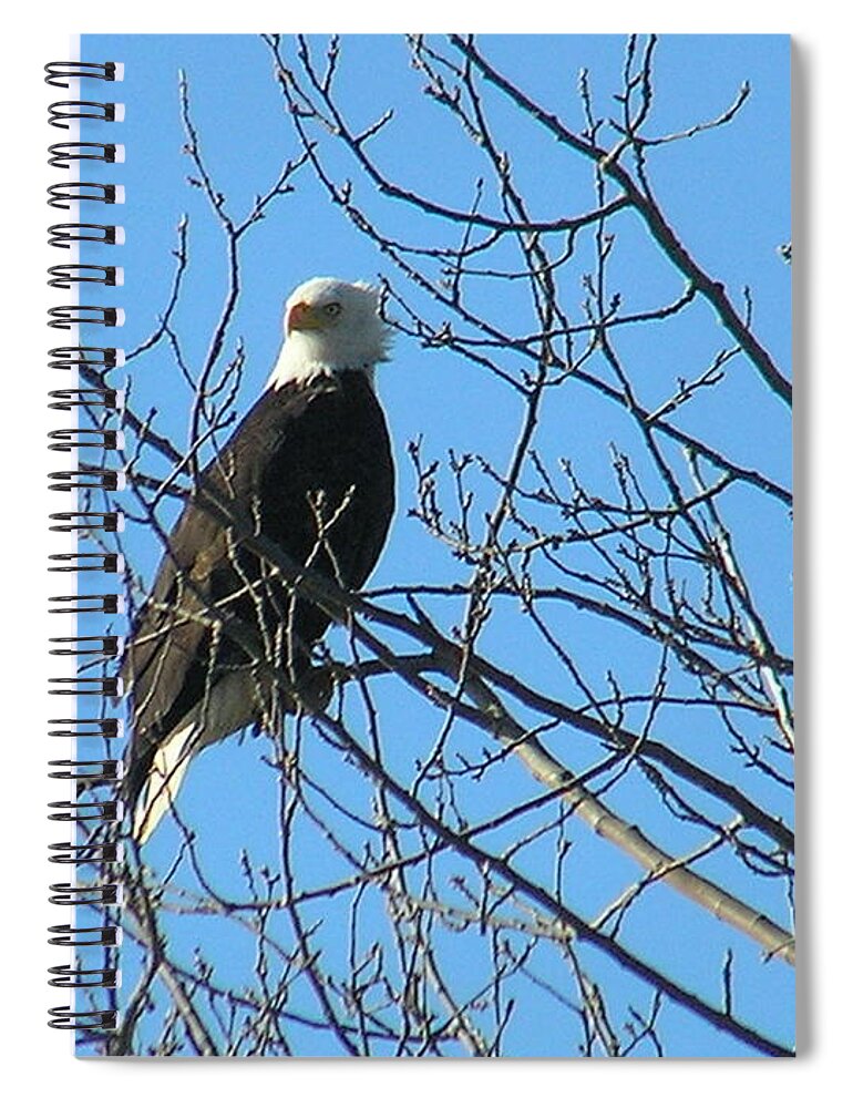 Bald Spiral Notebook featuring the photograph Bald Eagle by Louise Magno