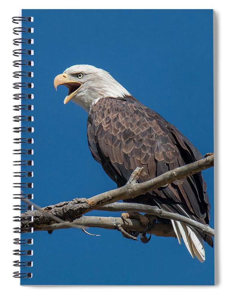 Eagle Spiral Notebook featuring the photograph Bald Eagle Makes Some Noise by Tony Hake