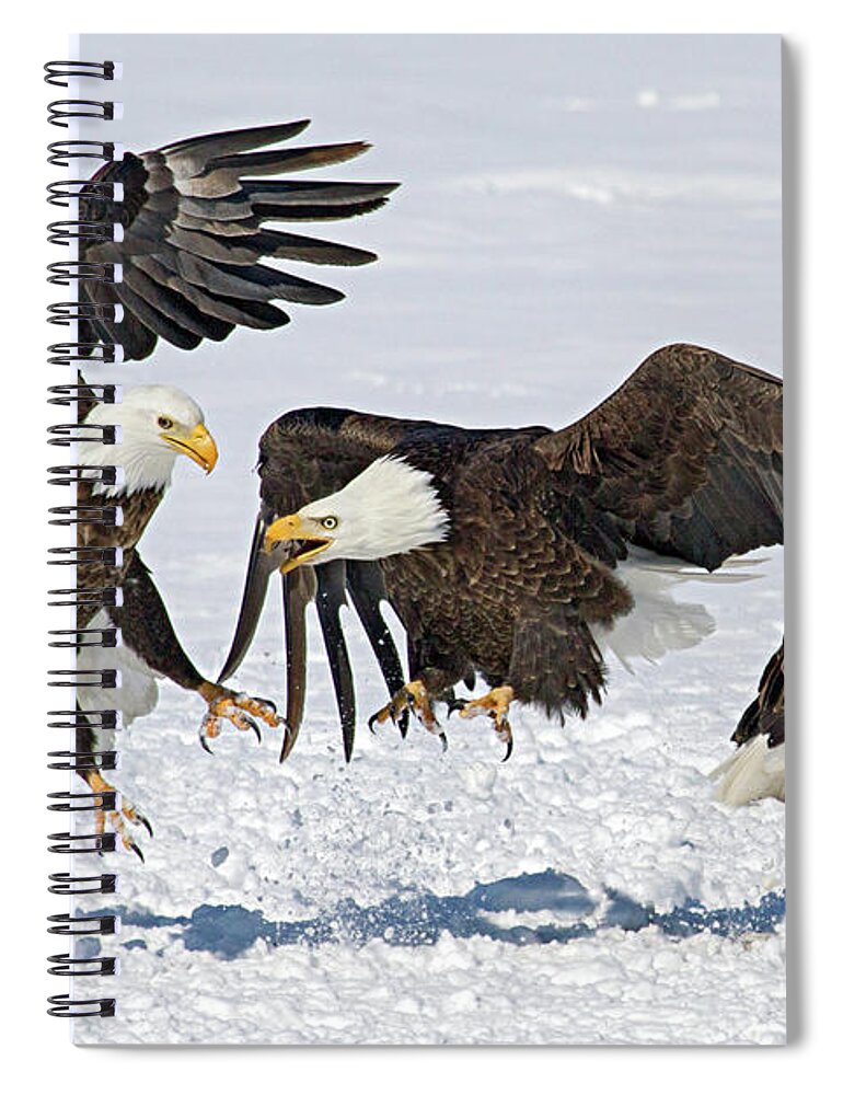 Eagle Spiral Notebook featuring the photograph Bald Eagle's by Wesley Aston