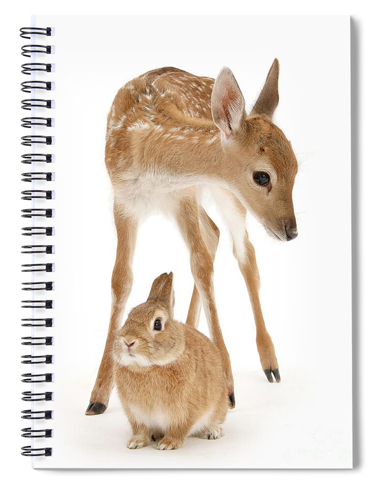Fallow Deer Spiral Notebook featuring the photograph Bambi and Thumper by Warren Photographic