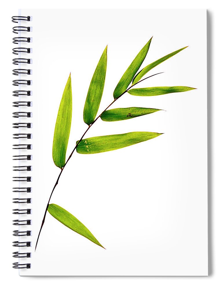 Bamboo Spiral Notebook featuring the photograph Bamboo Leaves by Christopher Johnson
